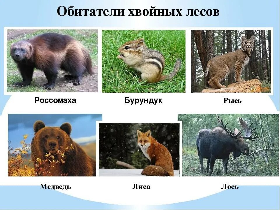 Животные зоны хвойных лесов