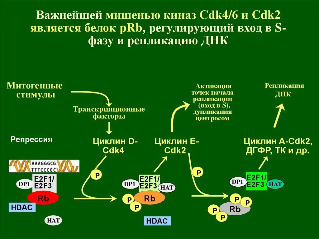Ингибиторы циклин зависимой киназы. Циклин CDK. Циклин зависимая киназа 4. Циклины и циклин-зависимые киназы. Ингибиторы киназы
