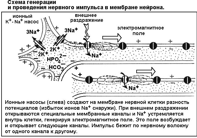 Распространение пд. Схема проведения нервного импульса. Схема генерации и проведения нервного импульса в мембране нейрона. Механизм возникновения нервного импульса биохимия. Биохимия возникновения и проведения нервного импульса схема.