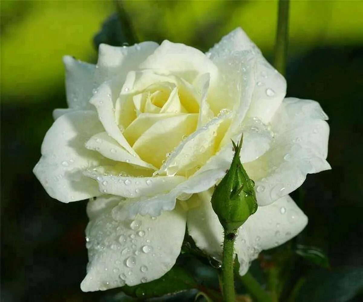 Бутон белой розы. Красивые белые розы.