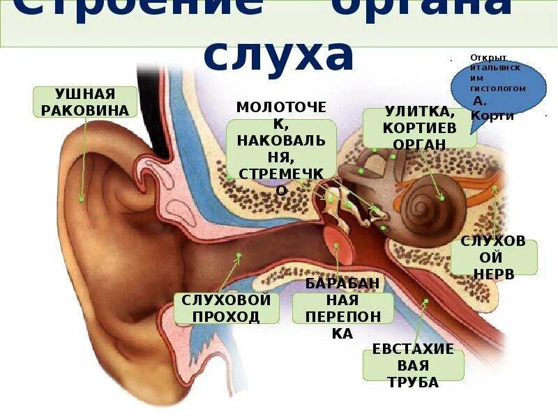 Строение слухового анализатора Кортиев орган. Ухо строение Кортиев орган. Слуховой анализатор Кортиев орган. Улитка слуховой анализатор.