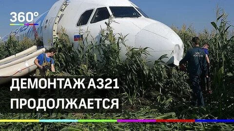 Какой самолет сел в кукурузное поле