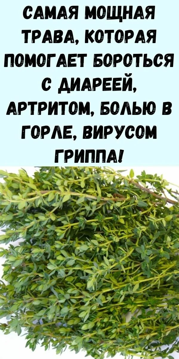 Кровообращения. Трава. Самые сильные травы. Мощная. Травы для кровообращение.