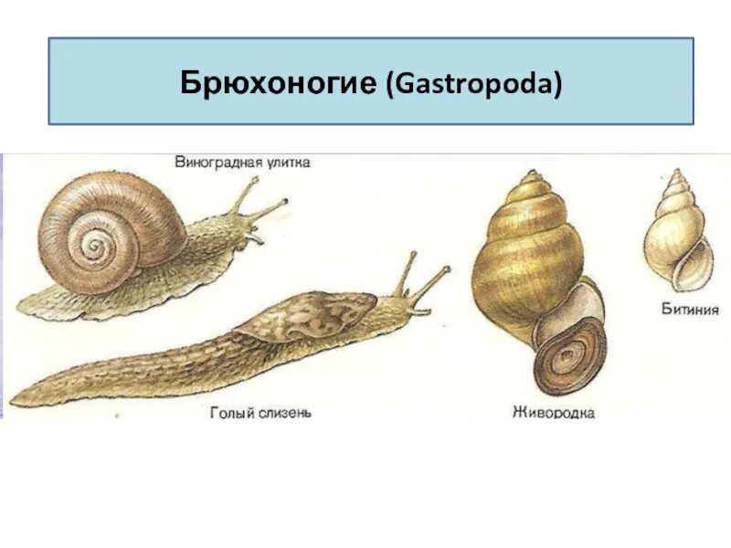 Брюхоногие моллюски биология. Строение улитки и слизни. Брюхоногие моллюски слизни. Моллюски (или головоногие, брюхоногие).