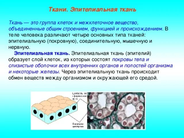 Плотный значительно. Строение и функции эпителиальной ткани и соединительной ткани. Межклеточное вещество эпителиальной ткани. Основные характеристики эпителиальной ткани. Особенности строения эпителия.