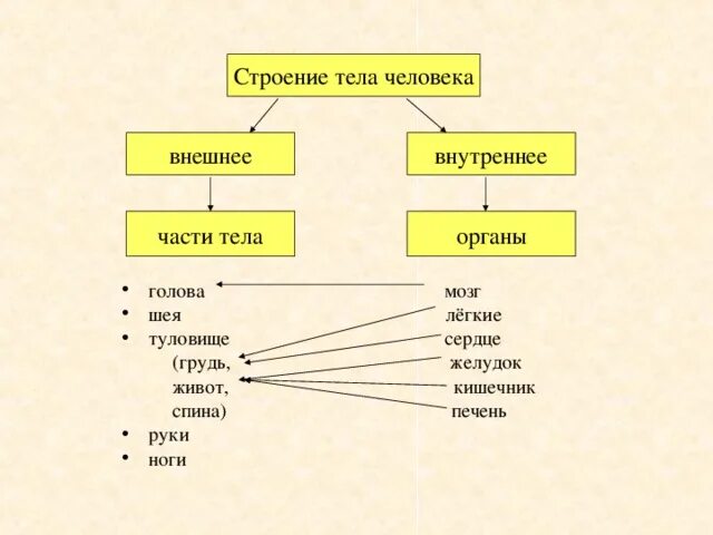 Внутреннее строение 2 класс. Внешнее строение тела человека. строение человека презентация. строение частей человека. внешние и внутренние органы человека.