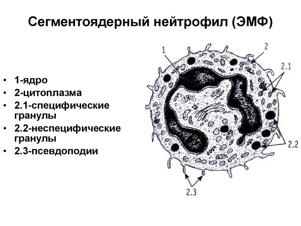 Сегмента ядерная. Сегментоядерные нейтрофилы строение. Нейтрофильный лейкоцит строение. Ультраструктура сегментоядерного нейтрофила. Строение нейтрофилов рисунок.