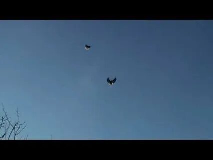 Летает срок