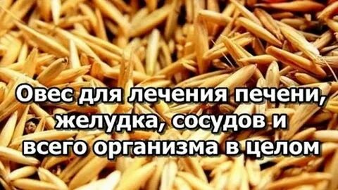 Как запаривать овес для питья для печени