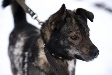 Собаки в добрые руки в туле