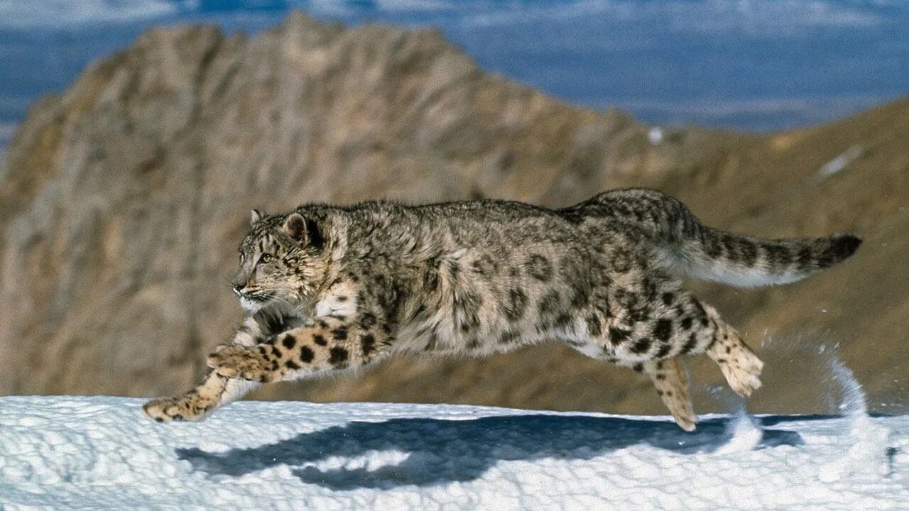 На какую длину способен прыгнуть снежный барс. Снежный Барс uncia uncia. Ирбис снежный Барс охота. Убсунурская котловина снежный Барс. Снежный Барс леопард Snow Leopard Ирбис.