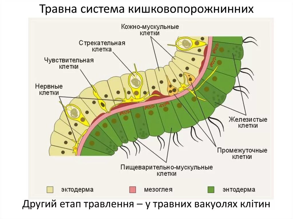 Кожно мускульные клетки. Строение наружного и внутреннего слоев тела гидры. Внутреннее строение гидры клетки. Строение внутреннего слоя гидры. Клеточное строение стенки тела гидры.