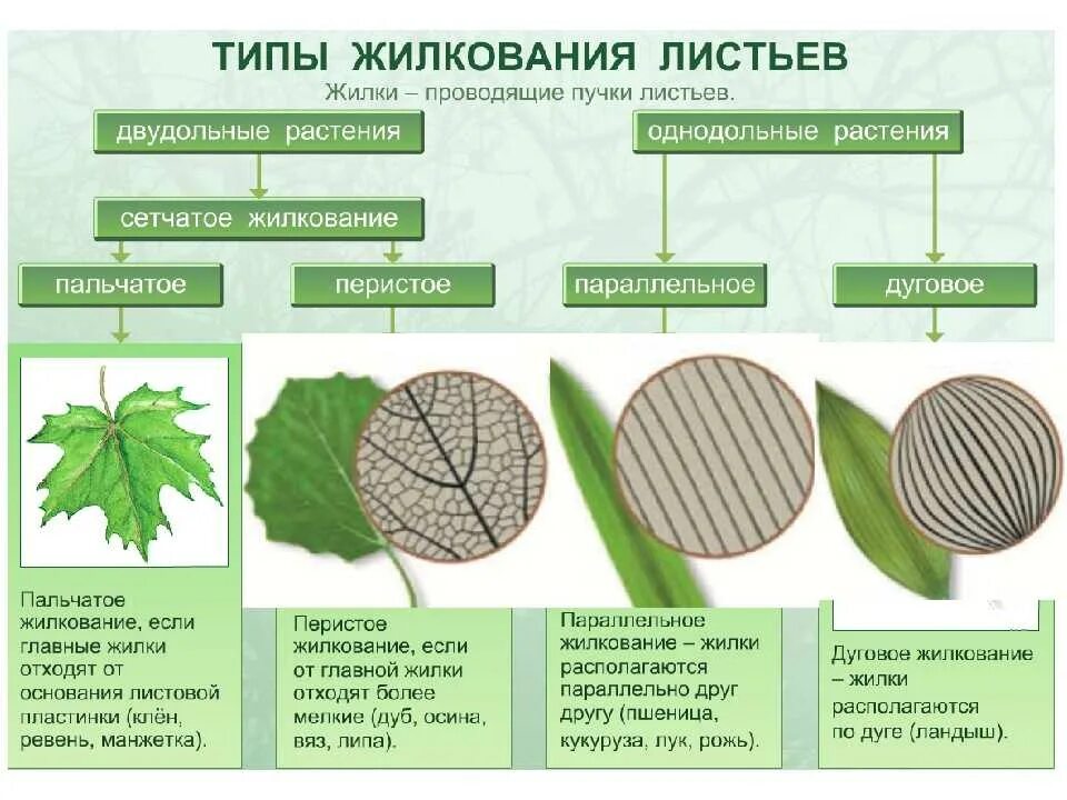 Однодольные растения ткани. Жилкование листьев таблица. Типы жилкования листьев у растений. Перисто сетчатое жилкование листовой пластинки. Класс двудольные жилкование листьев.