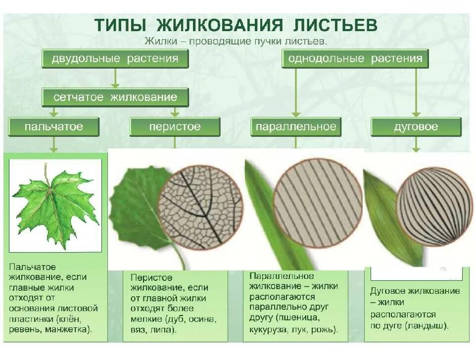 Сетчатое жилкование листьев какие растения. Жилкование листьев таблица. Типы жилкования листьев у растений. Перисто сетчатое жилкование листовой пластинки. Класс двудольные жилкование листьев.