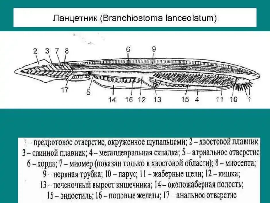 Ланцетник Branchiostoma lanceolatum. Туловищные почки у ланцетника. Схема продольного разреза ланцетника. Гонады у ланцетника.