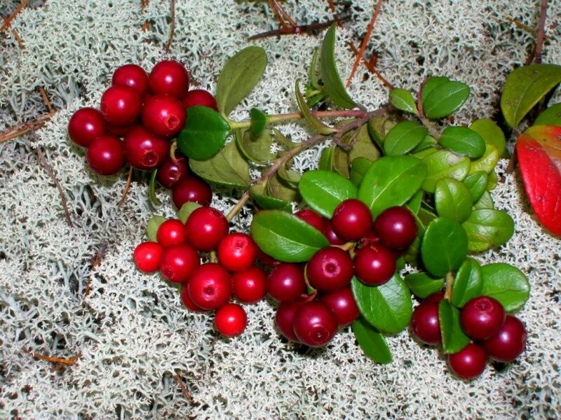 черника голубика костяника. клюква брусника черника голубика. брусника ягода. клюква, морошка, брусника, голубика. морошка черника брусника.