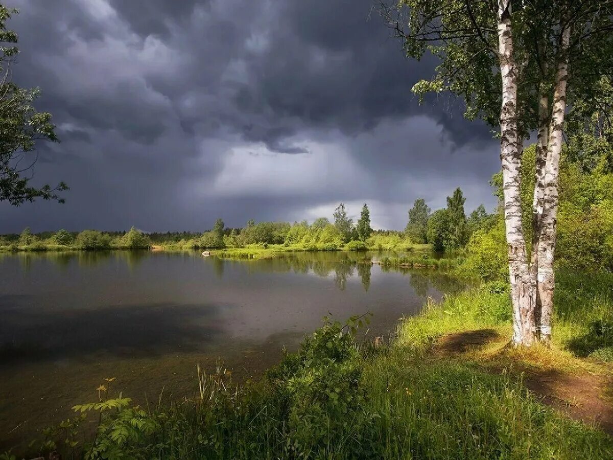 Летний пейзаж. Беловежская пуща березы. Природа рязанской области березовая роща. Эстония природа деревня. Русская природа.