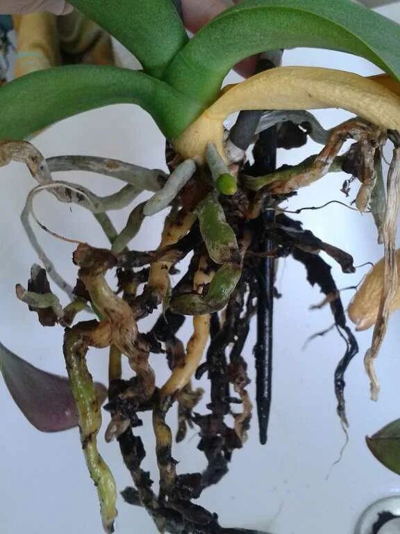 Новые корни орхидеи. Корни орхидеи сопрофита. Орхидея с тонкими корнями. Белые корни у орхидеи.