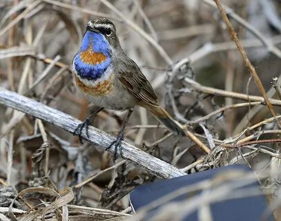 Птицы средней Волги зимой: 2 тыс изображений найдено в Яндекс Картинках