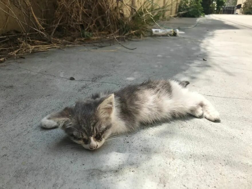 Бездомные котята. Котят подбросили. Брошенные коты. Бездомный кот. Бездомный кот.