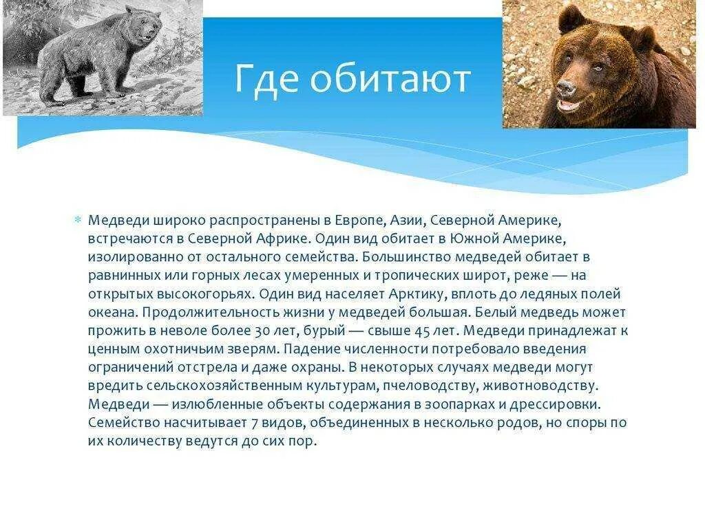 Где проживают медведи. Ареал обитания бурого медведя в России. Бурый медведь обитает. Территория обитания бурого медведя. Места обитания медведей в России.