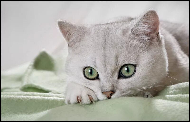 Хочу белую кошку