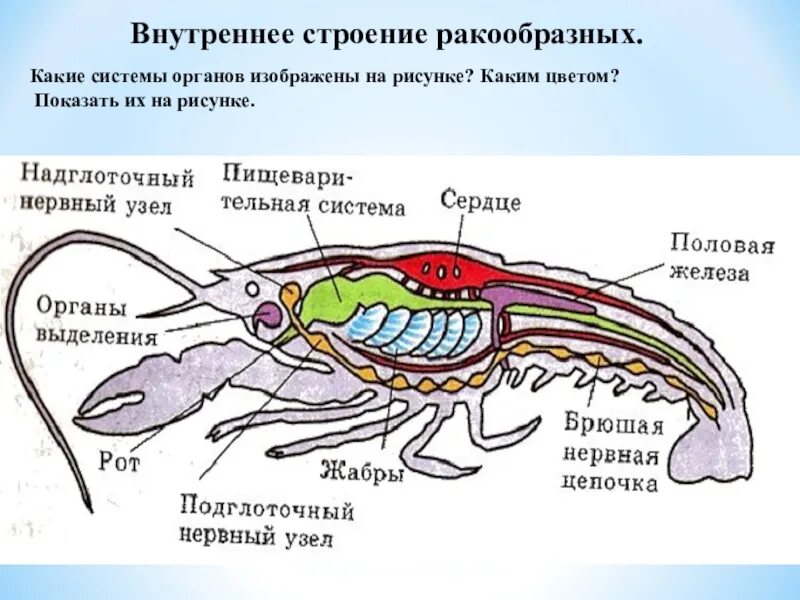 Внутреннее строение речного. Выделительная система ракообразных схема. Пищеварительная система система ракообразных. Отделы пищеварительной системы ракообразных. Пищеварительная система ракообразных 7 класс.