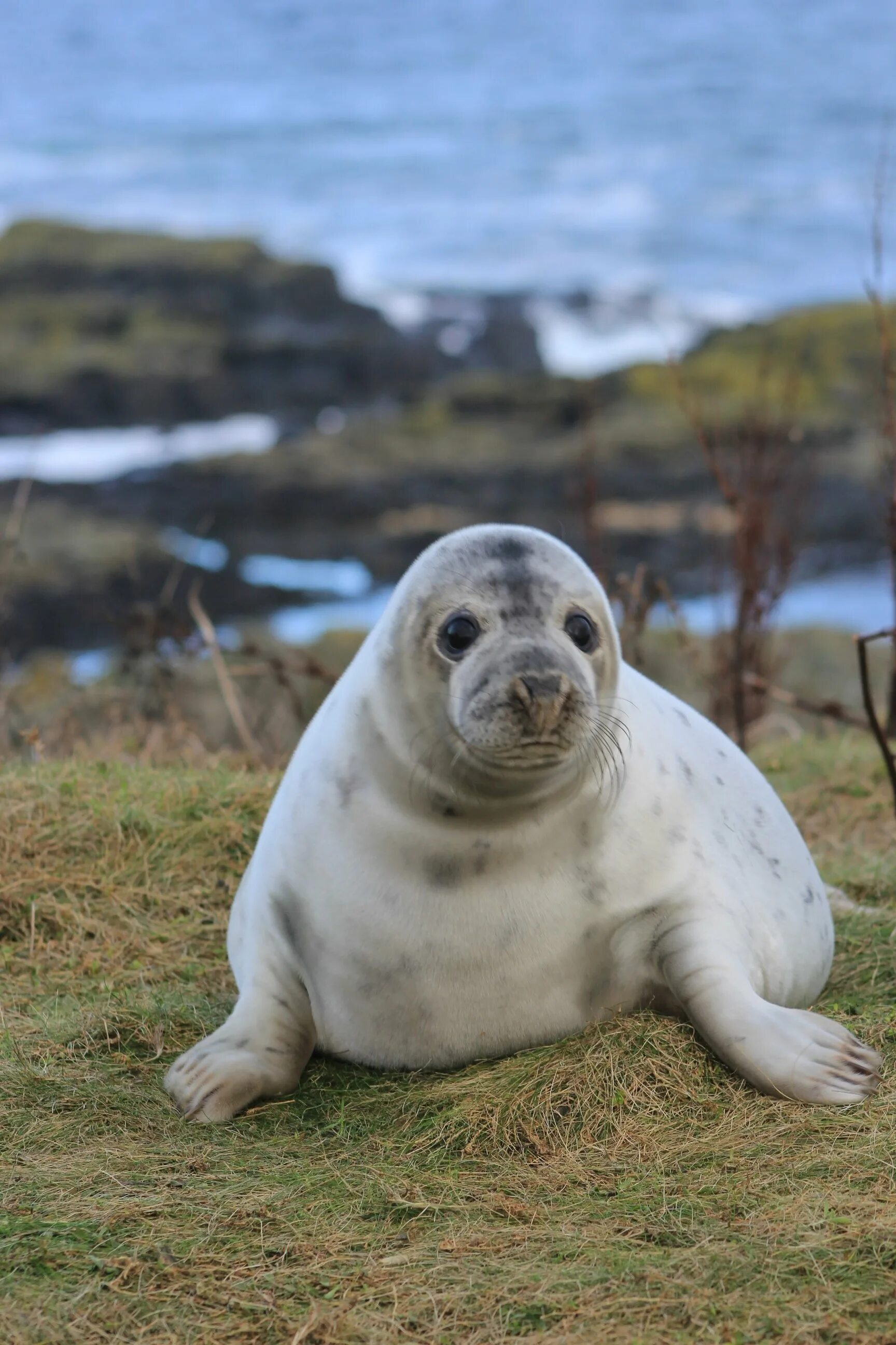 Seal тюлень. Ластоногие Нерпа. Морские котики и нерпы. Seal морские котики.