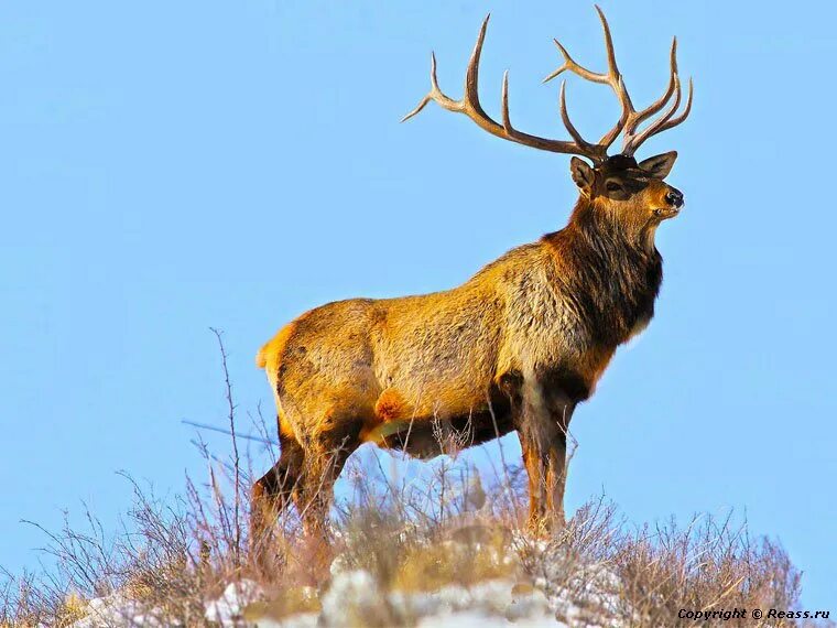 изюбр марал. олень забайкалья. изюбр марал. олень забайкалья. изюбрь на байкале.