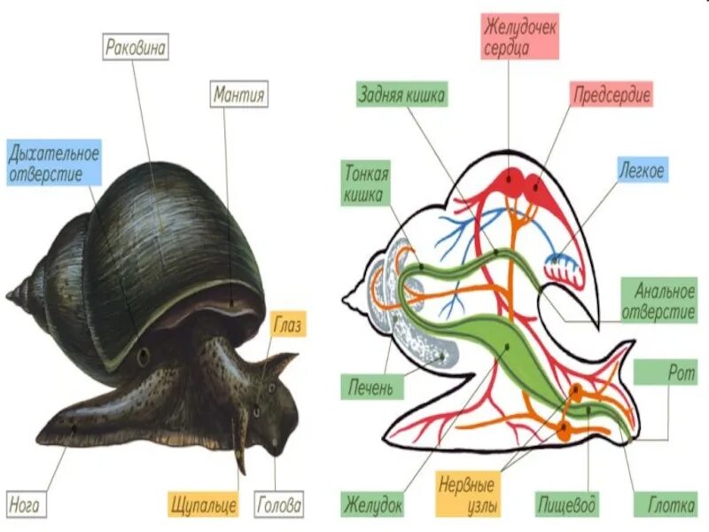Нога у моллюсков. Мускулистая нога у моллюсков. Известковая раковина у моллюсков. Тело брюхоногих мантия. Тело моллюска имеет мантию