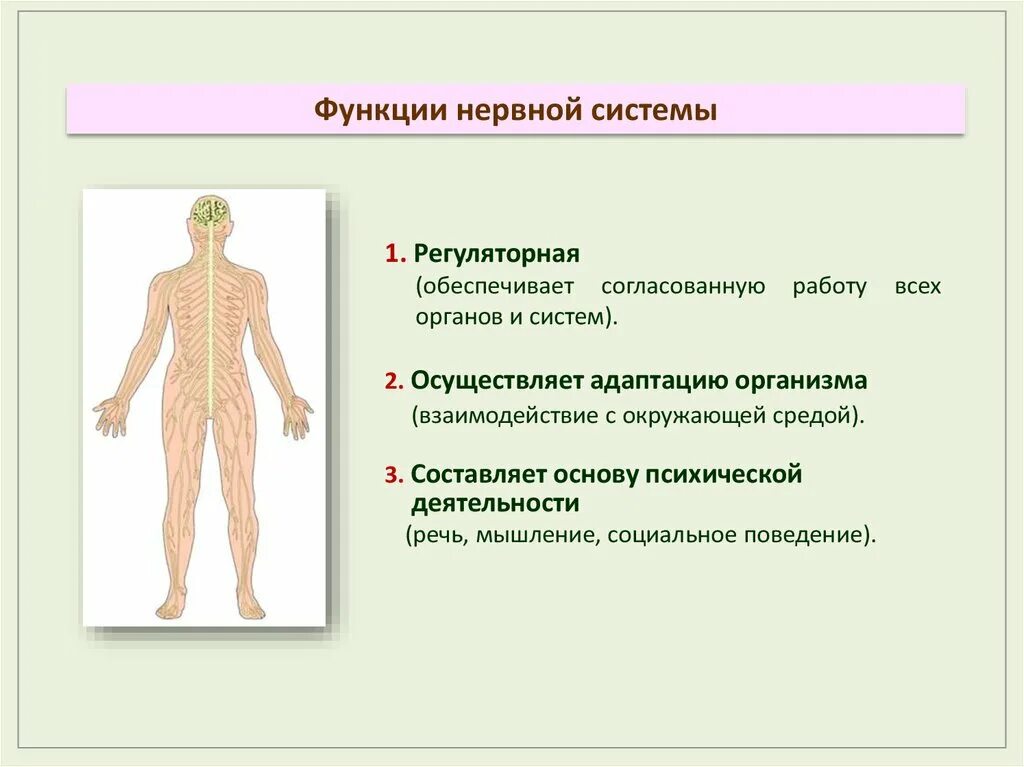 Функции нервной системы. Функции нервной систием. Нервная система органы и функции. Нервная система и функции нервной системы.