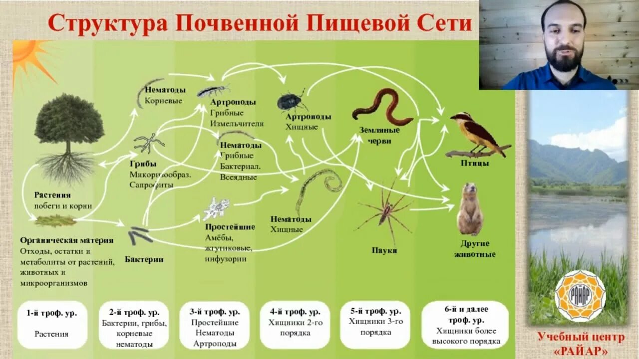 Выберите фрагменты пищевых сетей