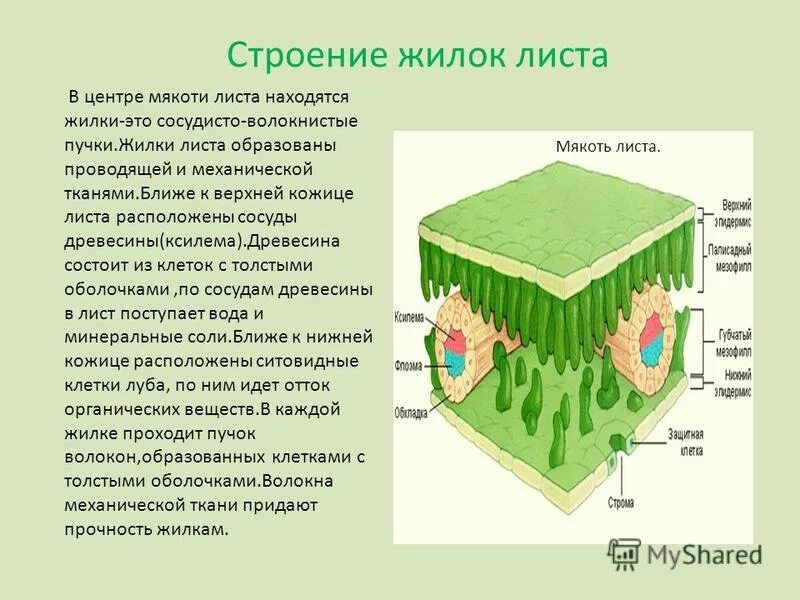 В жилках листа находится сверху