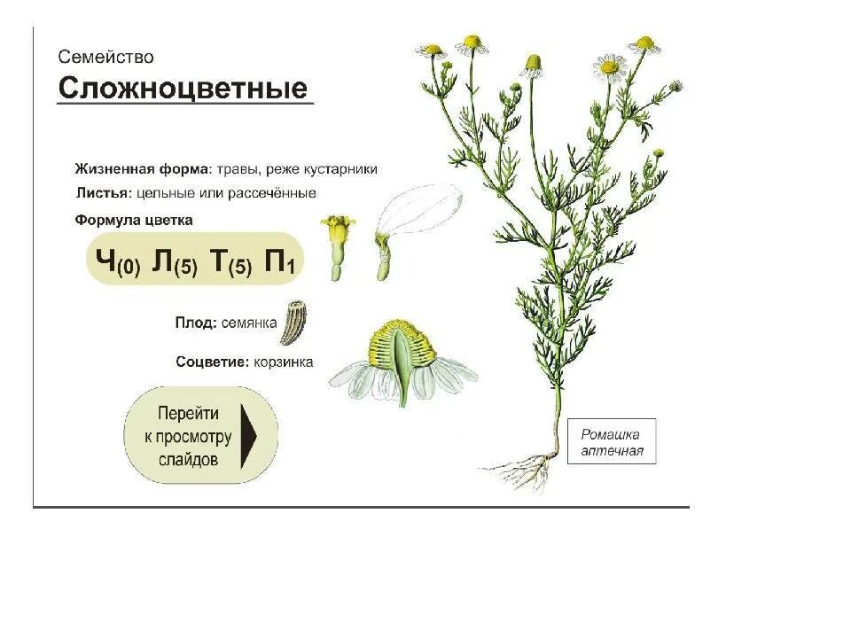 Строение растений семейства сложноцветных. Соцветие ромашки аптечной. Сложноцветные Ромашка аптечная. Семейство Сложноцветные схема.