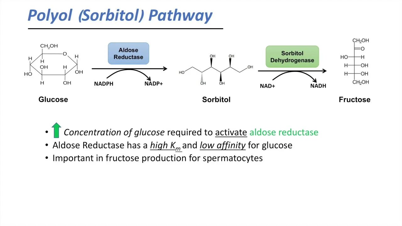 Polyol Pathway. NADH редуктаза. Сорбитол дегидрогеназа. Aldose reductase and Sorbitol dehydrogenase\.