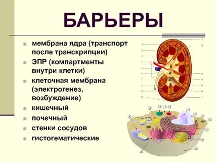 Мембрана ядра