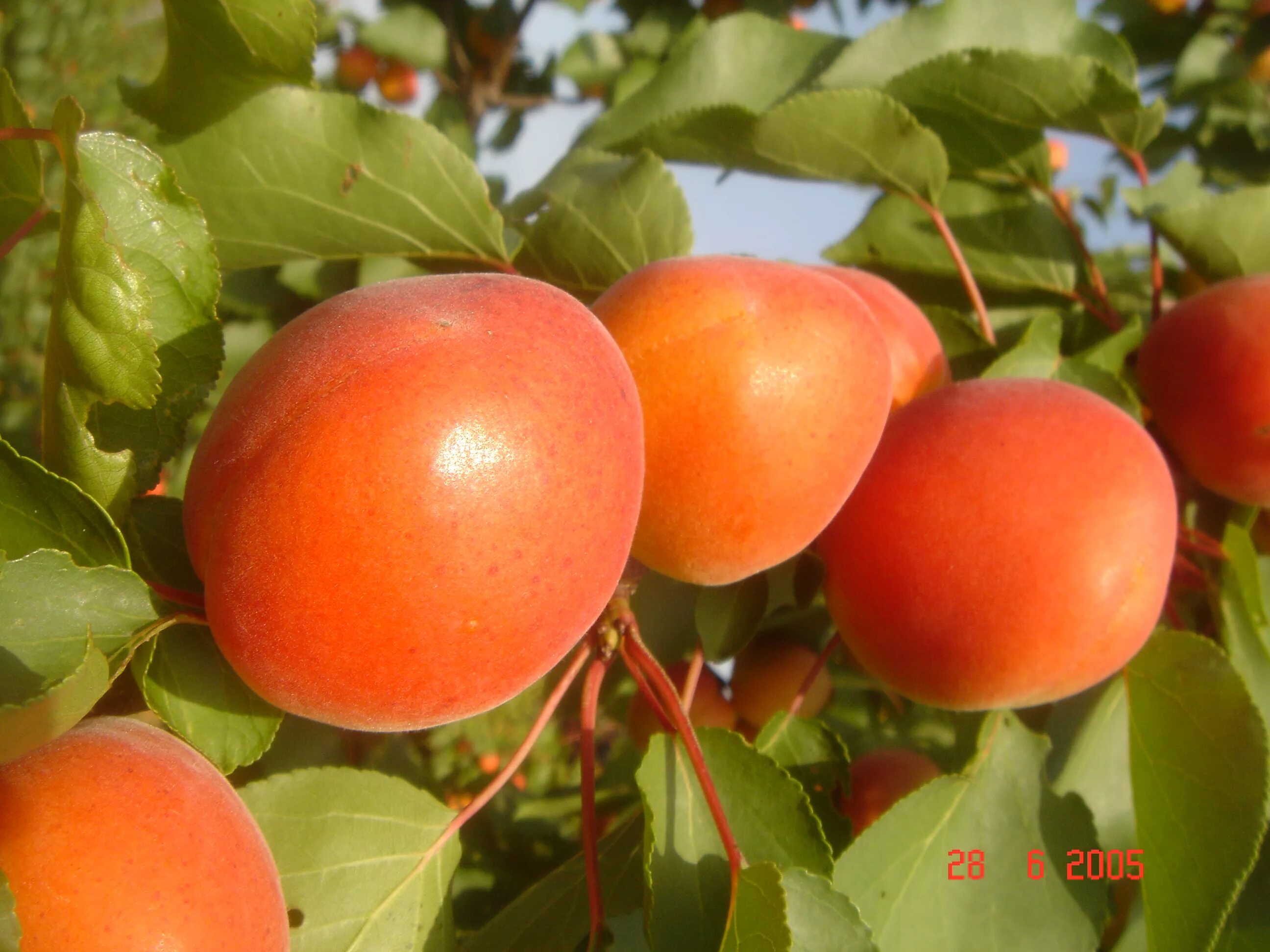 абрикос саратовский рубин дерево. абрикос рубин описание. абрикос сорт саратовский рубин. абрикос саратовский рубин дерево. абрикос саратовский рубин дерево.