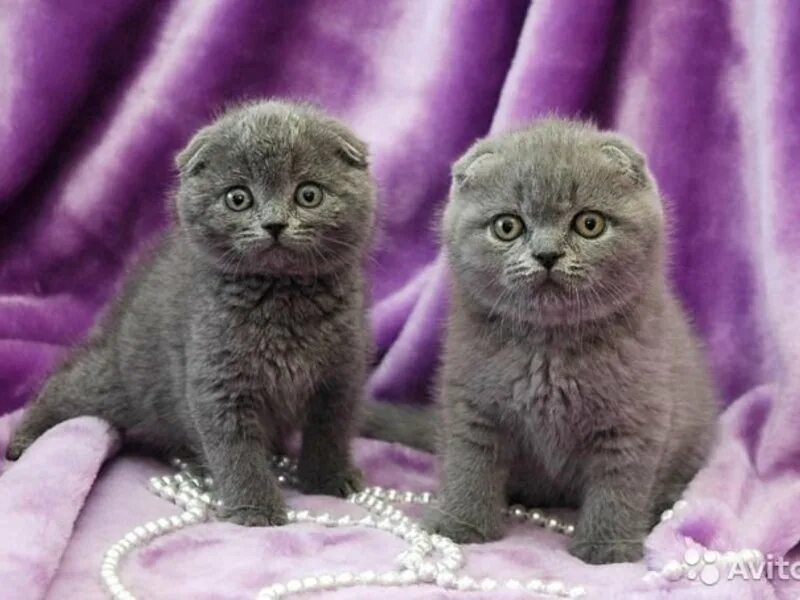 цвет шотландских вислоухих котят. цвет шотландских вислоухих котят. скоттиш фолд лиловый. чистокровные шотландские котята вислоухие. шотландские вислоухие коты.