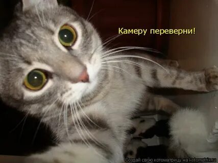 Какая такая собака