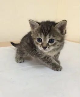 Котят которых продают
