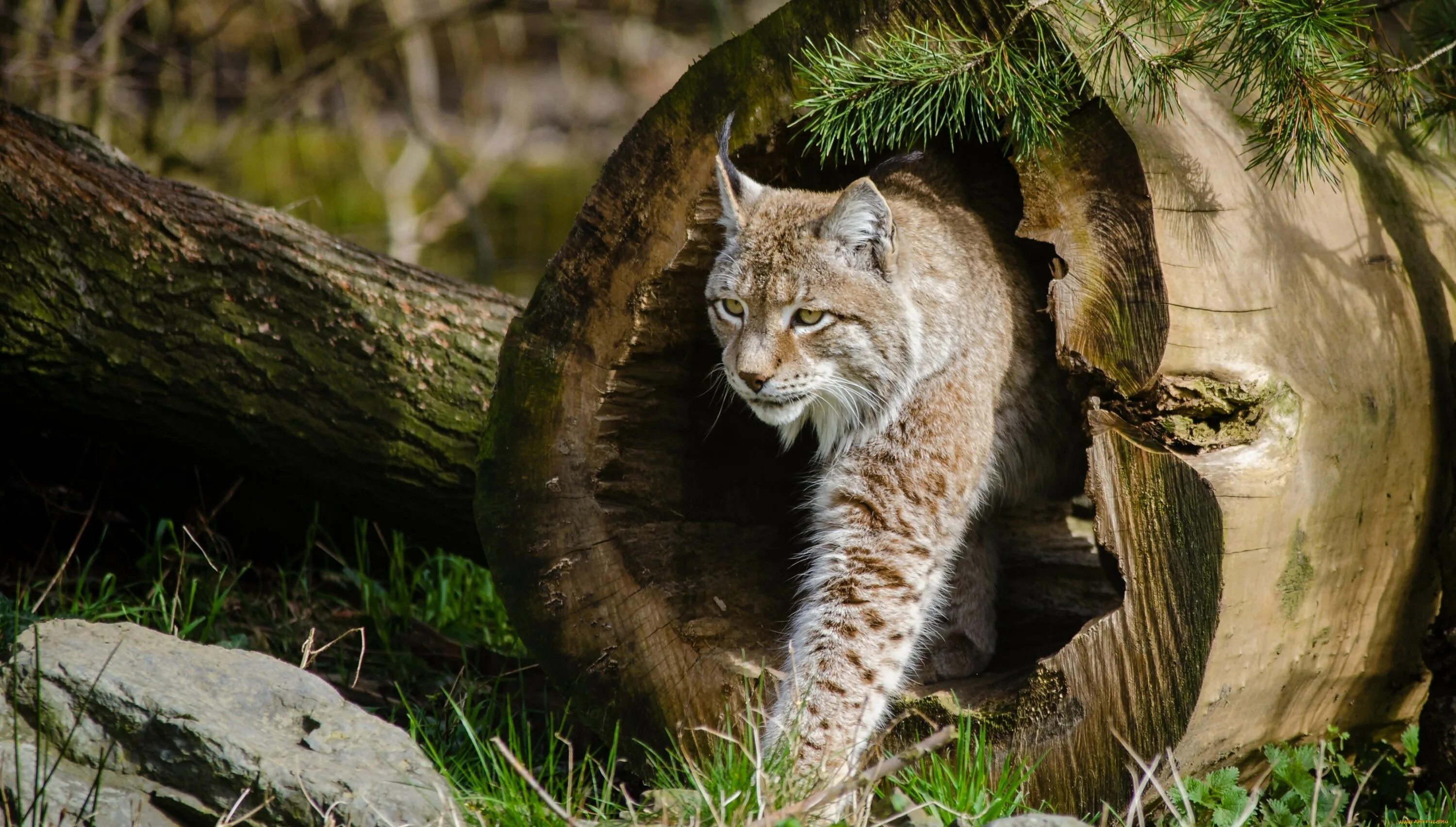 Лесные дикие звери. Беловежская пуща Рысь. Рысь Линкс. Рысь (Lynx Lynx) в дикой природе. Рысь Лесная кошка.