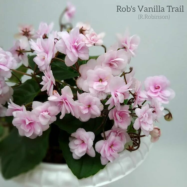 Фиалка (сенполия) Rob's Vanilla Trail, трейлер, полумини, стартер, в наличии. Це