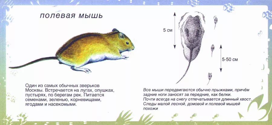 Скорость мыши полевой. Мышь полевка Размеры. Строение мыши полевки. Лесная мышь отличие от полевки. Домовая мышь отличие от полевок?.