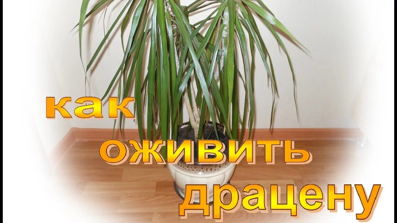 Драцена Маргината размножение. Драцена 3 метра. Драцена Сочинская. Как реанимировать драцену