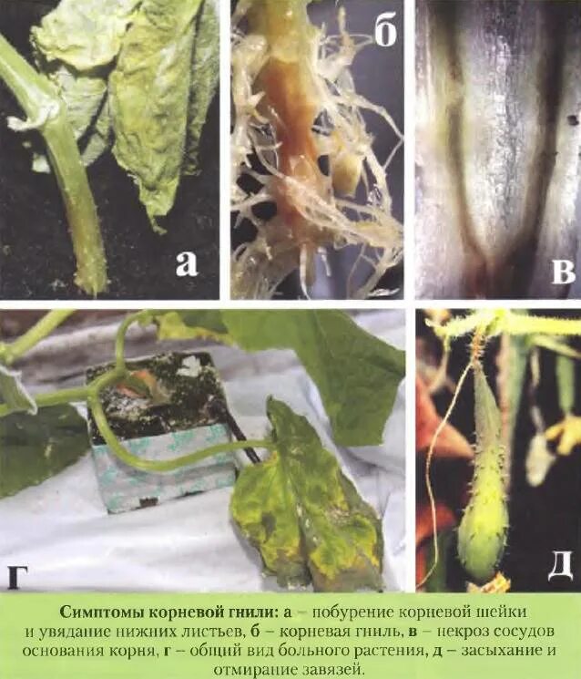 Болезни огурцов фитофтора. Болезни стеблей томатов. Гниль на огурцах в теплице корни. Корневые гнили огурцов. Корень рассады огурцов