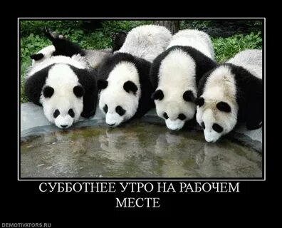 Панда пандемия