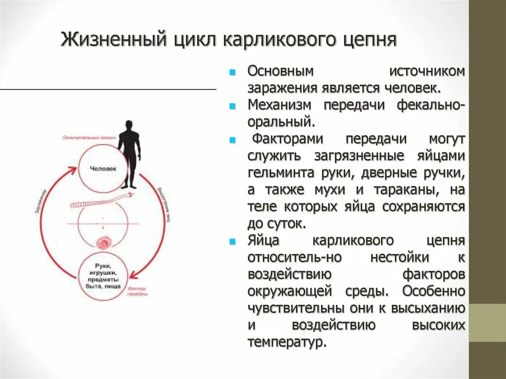 Карликовый цепень жизненный цикл. Цикл развития карликового цепня схема. жизненный цикл цикл карликового цепня. жизненный цикл карликового цепня. цикл развития карликового цепня кратко.