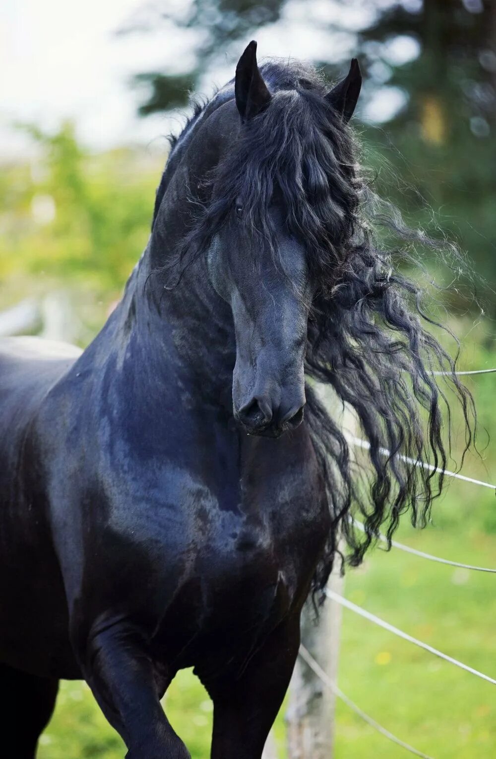 Большой фриз. Фриз Фризская лошадь. Friesian порода лошадей-. Арабо Фризская лошадь.