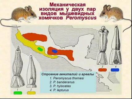 Механическая изоляция