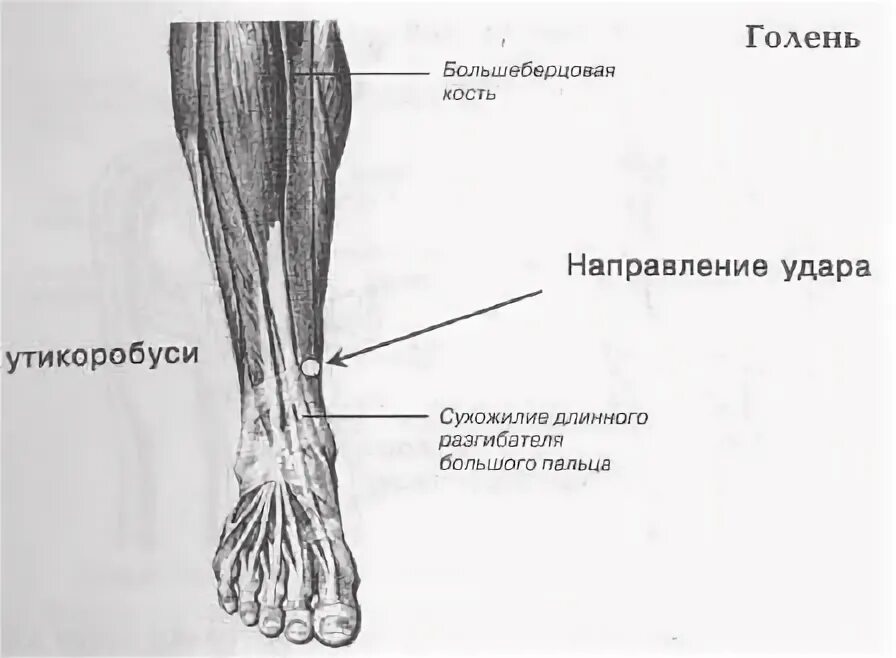 Голень у человека где находится 4 класс. Где находится голень. Голень у человека. Голень у человека где находится. Голень у человека где находится фото.